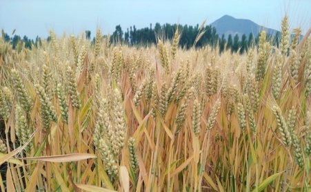 關于生物質(zhì)能源的文章
