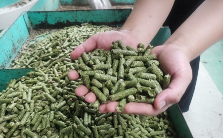 河北生物質(zhì)顆粒機(jī)加工的顆粒為什么會變黑？